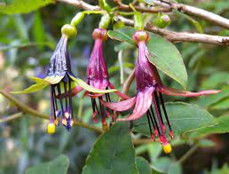 Fuchsia X Colensoi From New Zealand Fuchsia Plant Fuchsia Flowers Fuchsia Garden