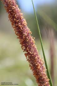 Image result for Cenchrus macrourus