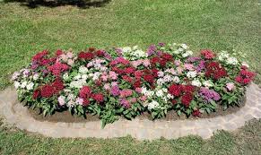 Image result for Pentas micrantha