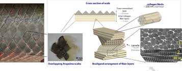 Pdf A Comparative Study Of Piscine Defense The Scales Of Arapaima Gigas Latimeria Chalumnae And Atractosteus Spatula Semantic Scholar