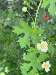 Image result for Momordica balsamina