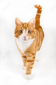 Confident young stylish man walking towards camera leisurely. Red Male Cat Walking Towards Camera Isolated In White Stock Photo Picture And Royalty Free Image Image 19696166