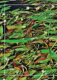 Image result for Salsola rabieana