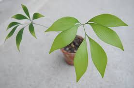 Image result for Stangeriaceae