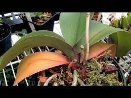 Orchid Care Yellow Leaves And Other Ailments Part 1 How To Remove Old Yellow Leaves Youtube Indoor Orchids Orchids Repotting Orchids