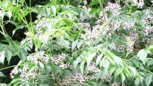 Image result for Swietenia