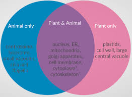 differences and similarities between plant and animal cells