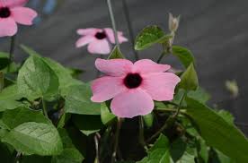 Image result for Thunbergia gossweileri