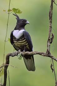 Small Birds Of Prey South Africa Black Baza A Small Bird Of Prey South Asia And Southeast Asia Birds Of Prey Birds Beautiful Birds