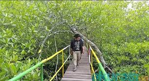 Keberadaan dua jenis ini sangat bergantung pada bagaimana kita dapat menjaga kelestarian. Mentawir Surga Kecil Di Pesisir Ppu Lokasi Ikn Yang Kaya Akan Hasil Laut 2 Habis Akurasi