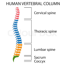 Think back to last halloween for a minute. Diagram Of A Human Spine With Names Of Stock Vector Colourbox