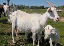 Is a fun one, usually said and even written just like the simple word goat. Disbudding Goat Kids Small Farm Canada