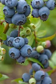 If you're not familiar with it yet, vinegar is a diluted and liquid form. Blueberries How To Grow And Care For Blueberry Bushes