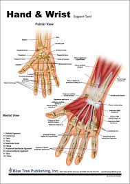 Image result for Normal Anatomic Position of the Hand and Wrist