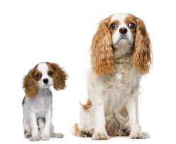 Adorable little male pup very rare markings on his back. Cavalier King Charles Spaniel Breed Info Find Learn Guide 2020