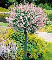 We did not find results for: Salix Stammchen Hakuro Nishiki 1a Pflanzen Baldur Garten
