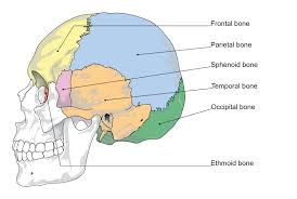 Image result for Sphenoid Bone