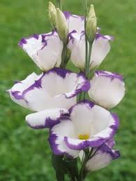 Image result for Lasianthus