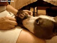 See more ideas about kirigami patterns, model z papieru, róża origami. Cutest Dog Gifs Get The Best Gif On Gifer