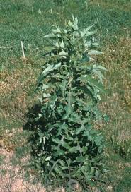 Image result for Lactuca ugandensis