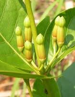 Image result for Fadogia ancylantha