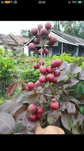 Bibit kedondong mini besar, murah, dan berkualitas rp 65.000; Jual Bibit Tanaman Online Lubuk Linggau Home Facebook