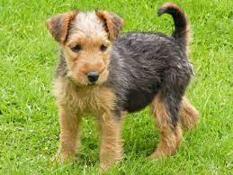 Lakeland Terrier Info Temperament Training Puppies Pictures Lakeland Terrier Puppies Lakeland Terrier Terrier Dog Breeds