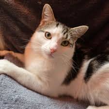 Rehoming a 3 year old orange tabby cat in Mississauga