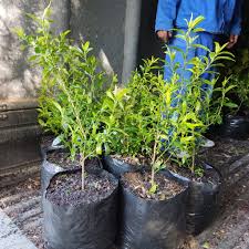 Image result for Heywoodia