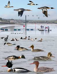 We did not find results for: Red Breasted Merganser Wing Female Mergus Serrator Ala Feminae