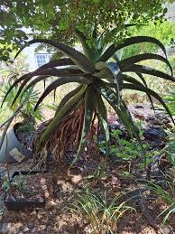 Image result for Aloe cameronii × greatheadii