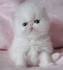 Baby Persian Kittens - YouTube