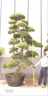 Ilex Crenata Bonsai Japanischer Gartenbonsai Pflanzenversand Pflanzenhandel Pflanzen Gartenbonsai Outdoor Pflanzen