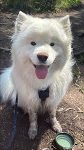 Stella has no problem with being groomed but Alfie is a real problem child;  he does not like to be stripped.