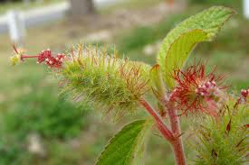 Image result for Acalypha polymorpha