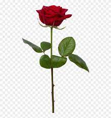 Download Hd Single Rose Png Transparent Background Single Rose Png Clipart And Use The Free Clipart For Your Creat Rose Png Flower Png Images Rose Flower Png