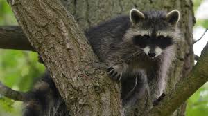 Vergrämungsmittel gegen waschbären im garten oder gar im haus gesucht? Wenn Der Waschbar Durch Den Garten In Seligenporten Schleicht Neumarkt Nordbayern