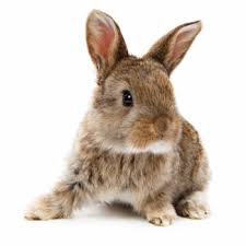 This repellent is versatile, too. Diy Homemade Rabbit Repellent Recipe So Easily Distracted