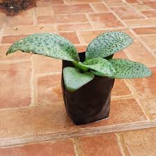 Image result for Drimiopsis