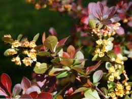 Shades of red, orange, coral, pink, and white. Zone 5 Shade Strubs Beste Straucher Fur Zone 5 Shade Gardens Haenselblatt Com