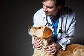 When we say that test results are normal or negative, commonly the person will let out a breath and say, so my dog doesn't have cancer. well, we don't know that because routine blood panels don't diagnose cancer. My Dog Has Cancer What Do I Need To Know Fda