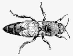 Greatbigcanvas.com has been visited by 100k+ users in the past month Honey Bumblebee Clip Art Honey Bee Cartoon Drawing Hd Png Download Kindpng