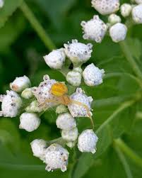 Image result for Gouania scandens