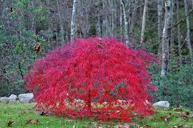 Acer palmatum 'shindeshojo' spring red japanese maple an upright tree with a round canopy. Weeping Japanese Maple Trees Maple Tree Landscape Japanese Maple Tree Plants
