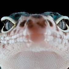 A subreddit for reptile, amphibian, and invertebrate lovers! Common Reptile Questions Snake Lizard And Turtle Faq Pethelpful