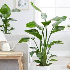 White Bird Of Paradise Houseplant How To Grow A Bird Of Paradise Houseplant In 2020 House Plants Birds Of Paradise Plant Paradise Plant