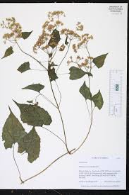 Image result for Mikania sp.