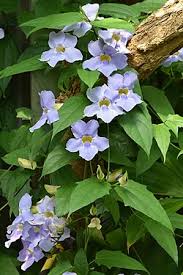 Image result for Thunbergia mildbraediana