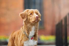 Temperament and behavior are also shaped by raising and training. Nova Scotia Duck Tolling Retriever Dog Breed Information