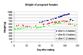 Breeding Chinchillas Mating And Pregnancy Infolific